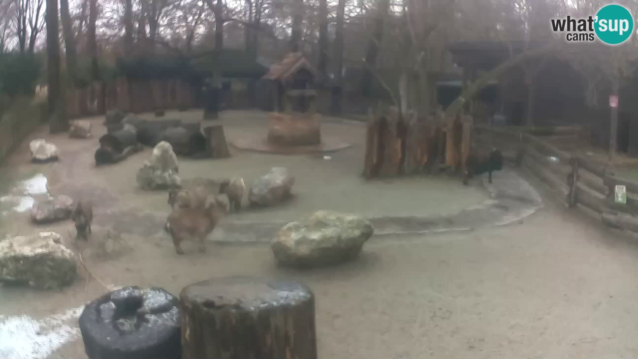 Zoo Zagreb – Rjava kapucinka