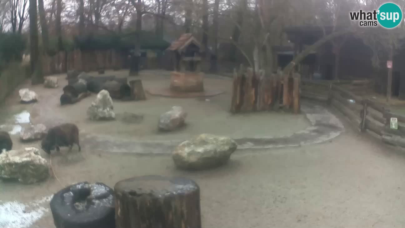 Zoo Zagreb – Cebus apella