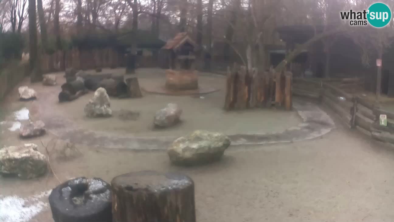 Zoo Zagreb –  Mono maicero