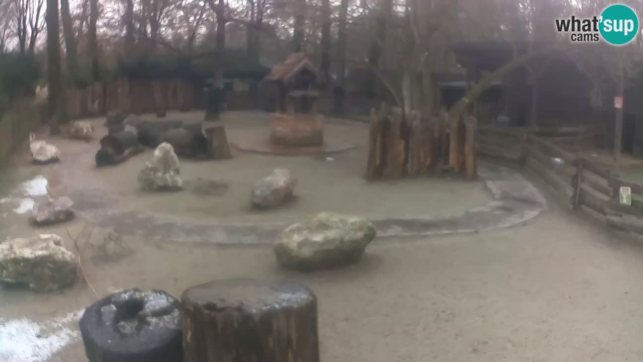 Zoo Zagreb – Haubenkapuziner