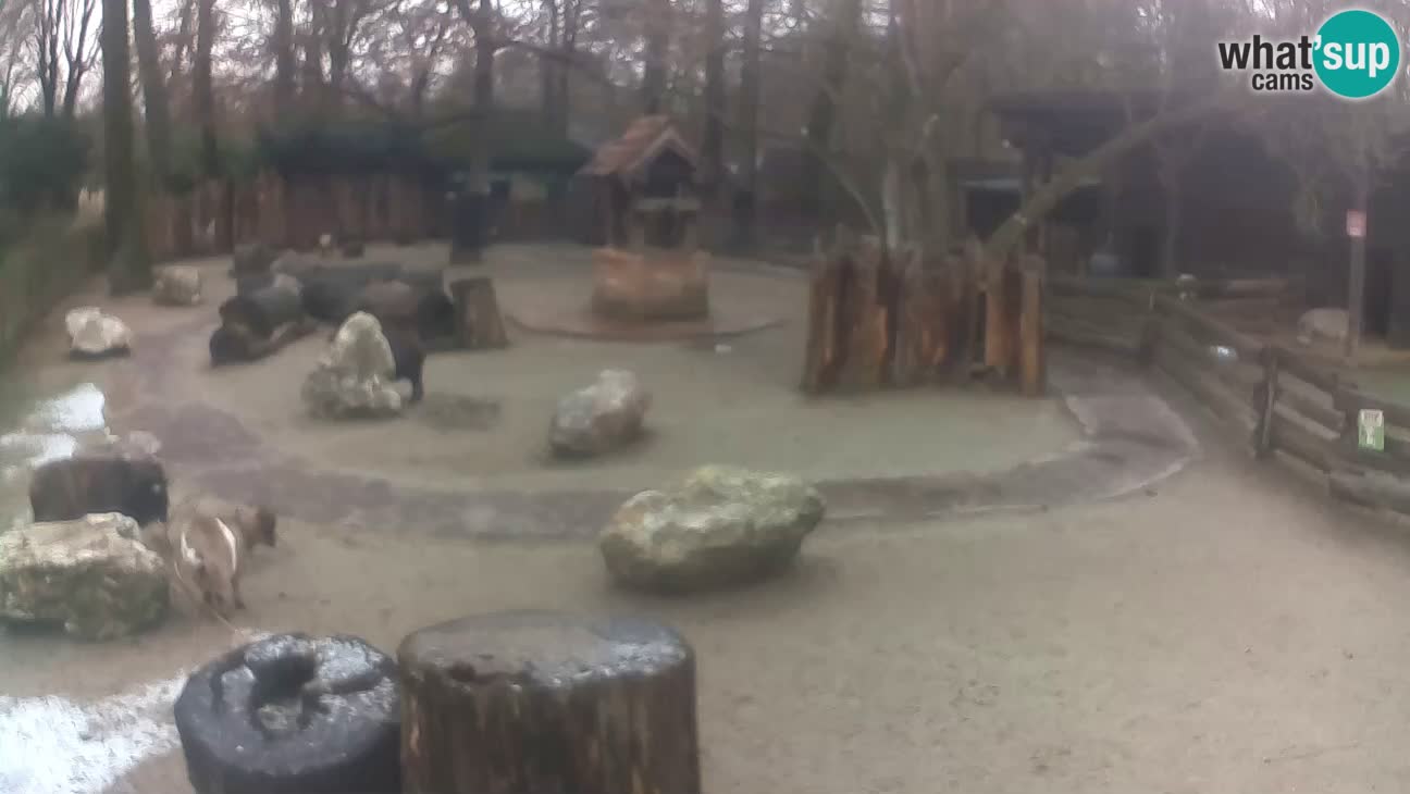 Zoo Zagreb – Cebus apella