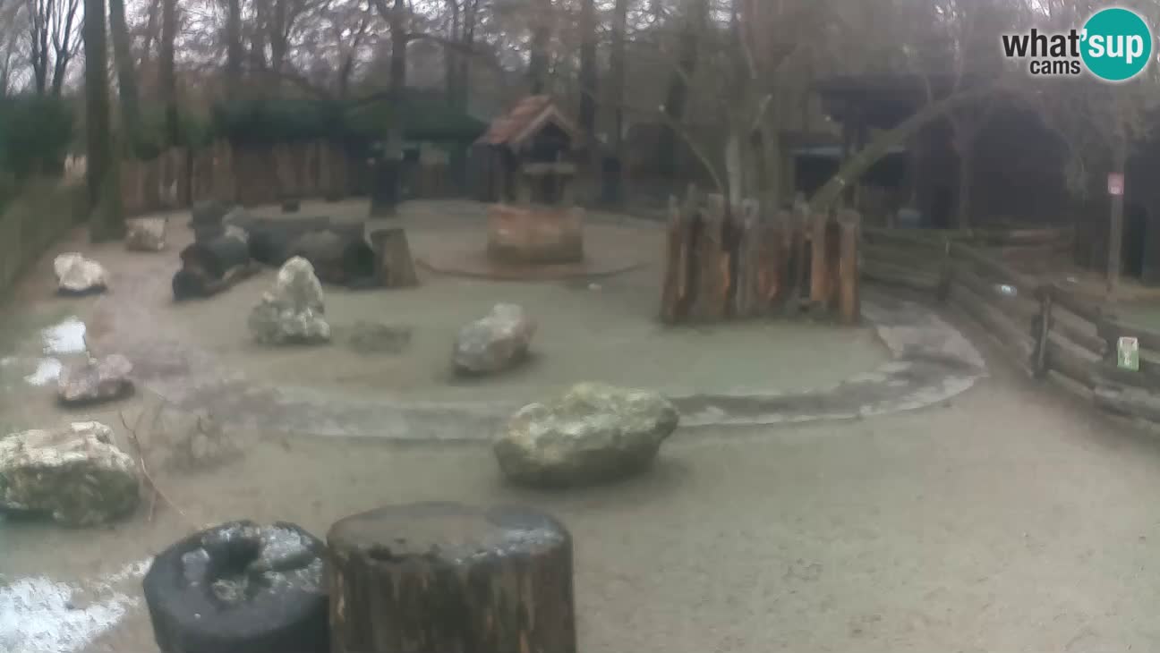 Zoo Zagreb –  Mono maicero