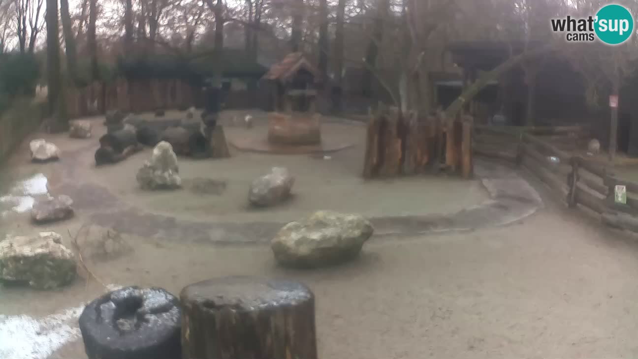 Zoo Zagreb – Rjava kapucinka