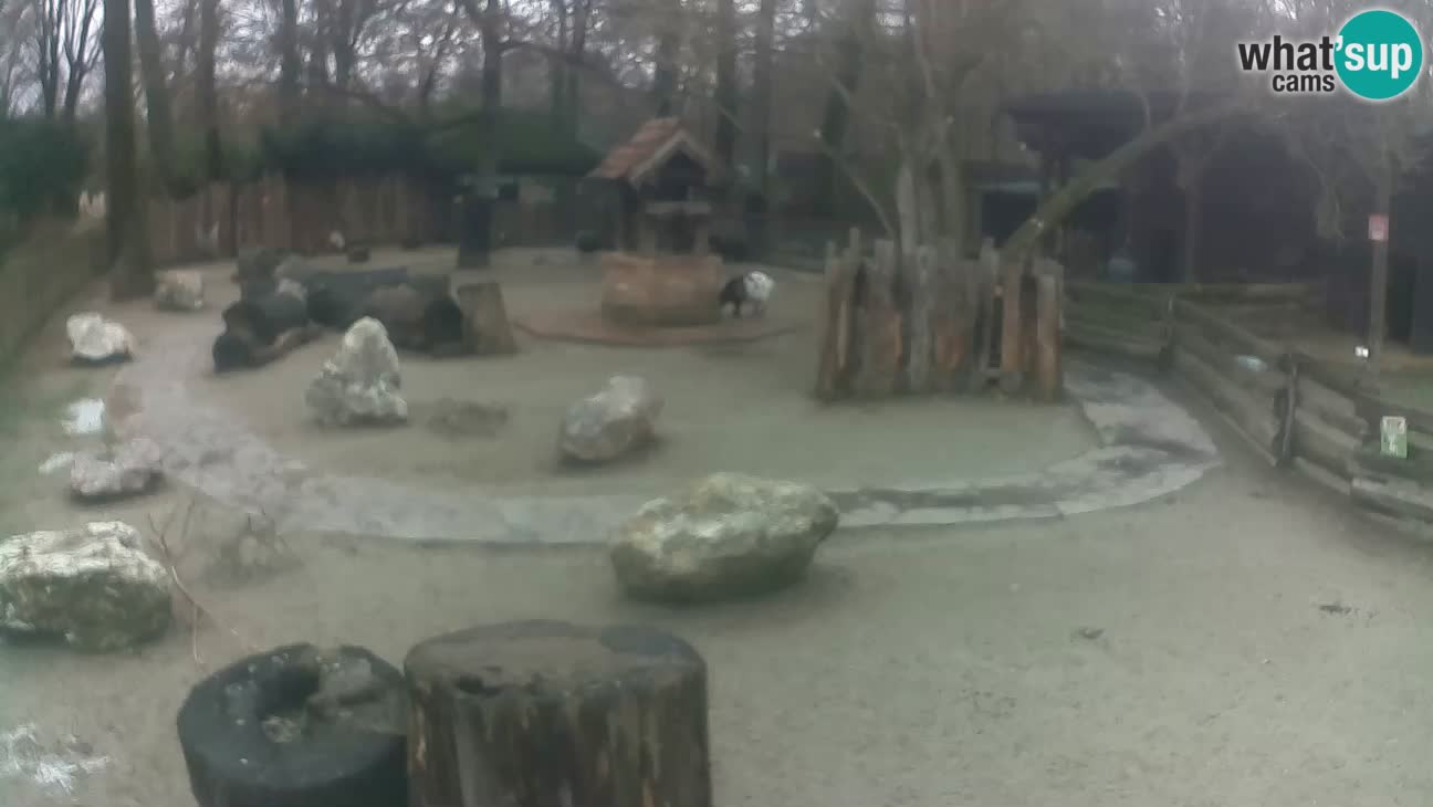 Zoo Zagreb – Cebo dai cornetti