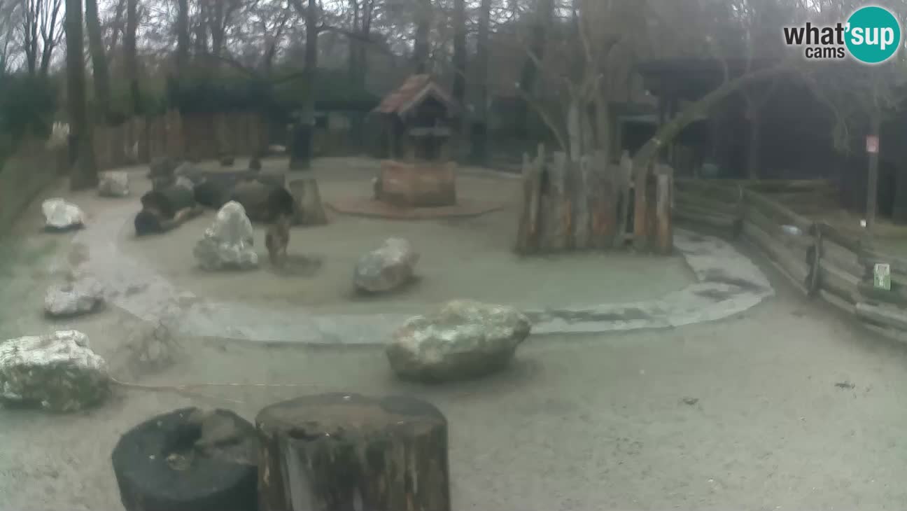 Zoo Zagreb – Cebus apella