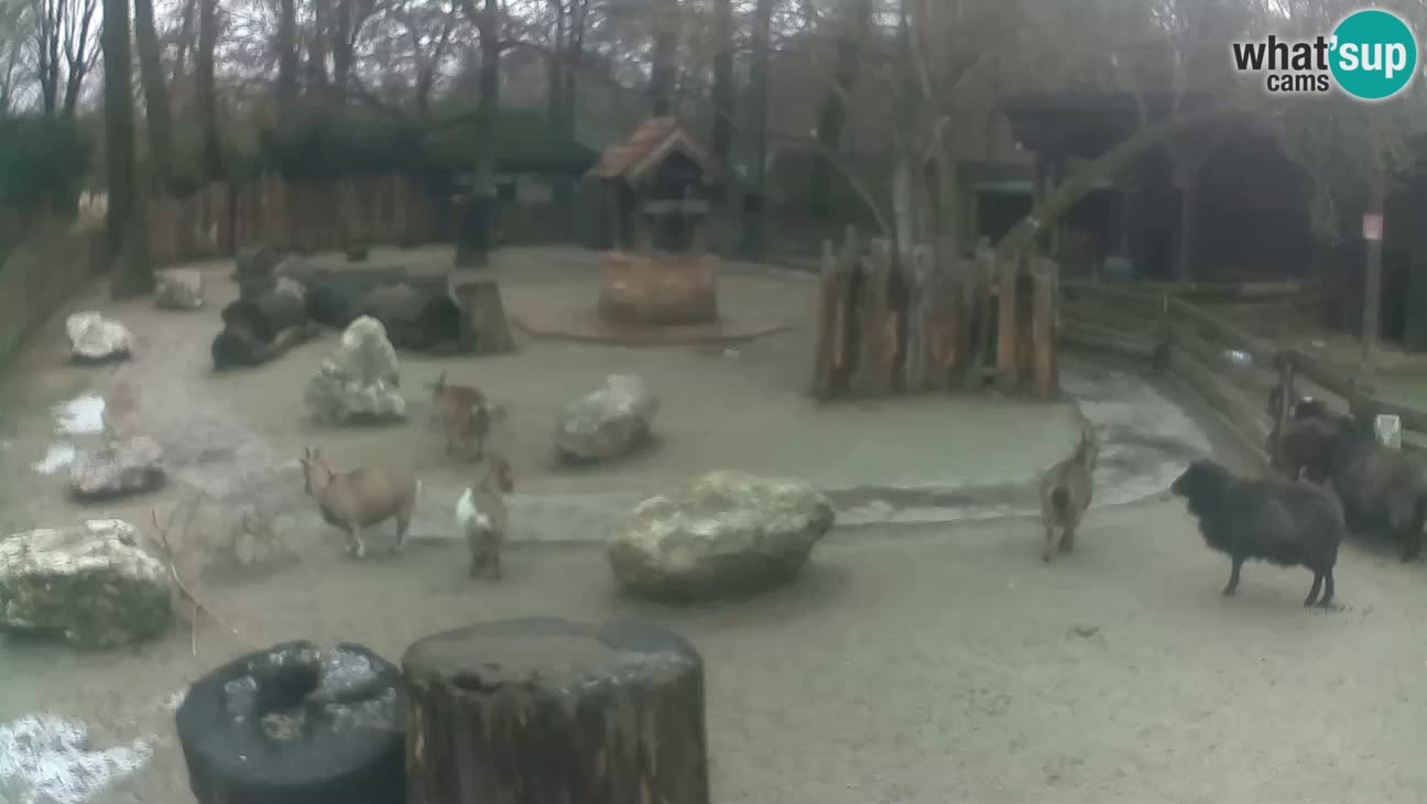 Zoo Zagreb – Haubenkapuziner