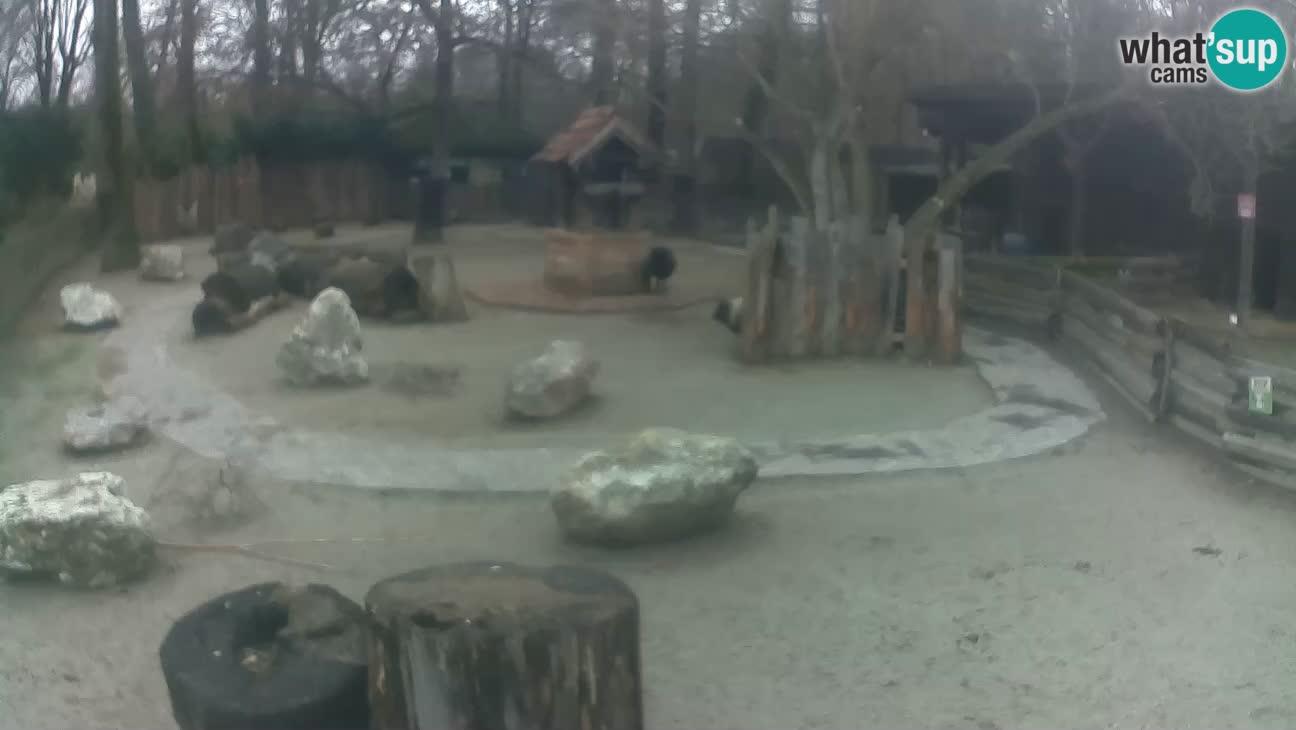 Zoo Zagreb – Cebo dai cornetti