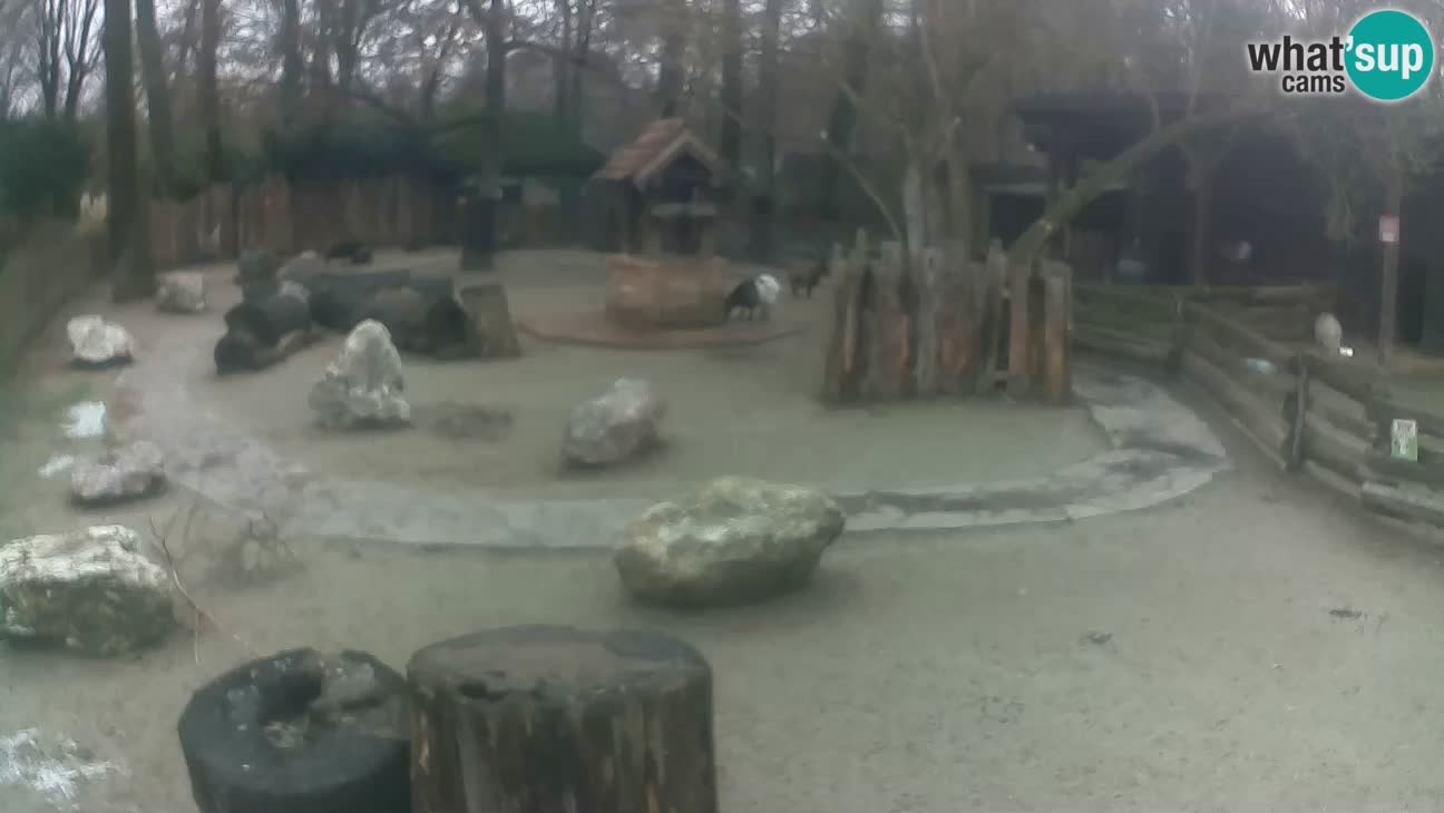 Zoo Zagreb –  Mono maicero