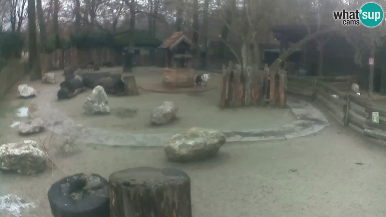 Zoo Zagreb –  Mono maicero