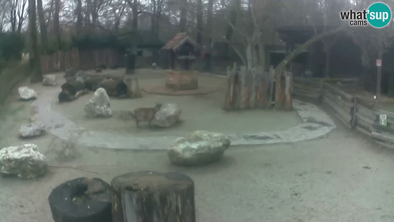 Zoo Zagreb – Cebo dai cornetti