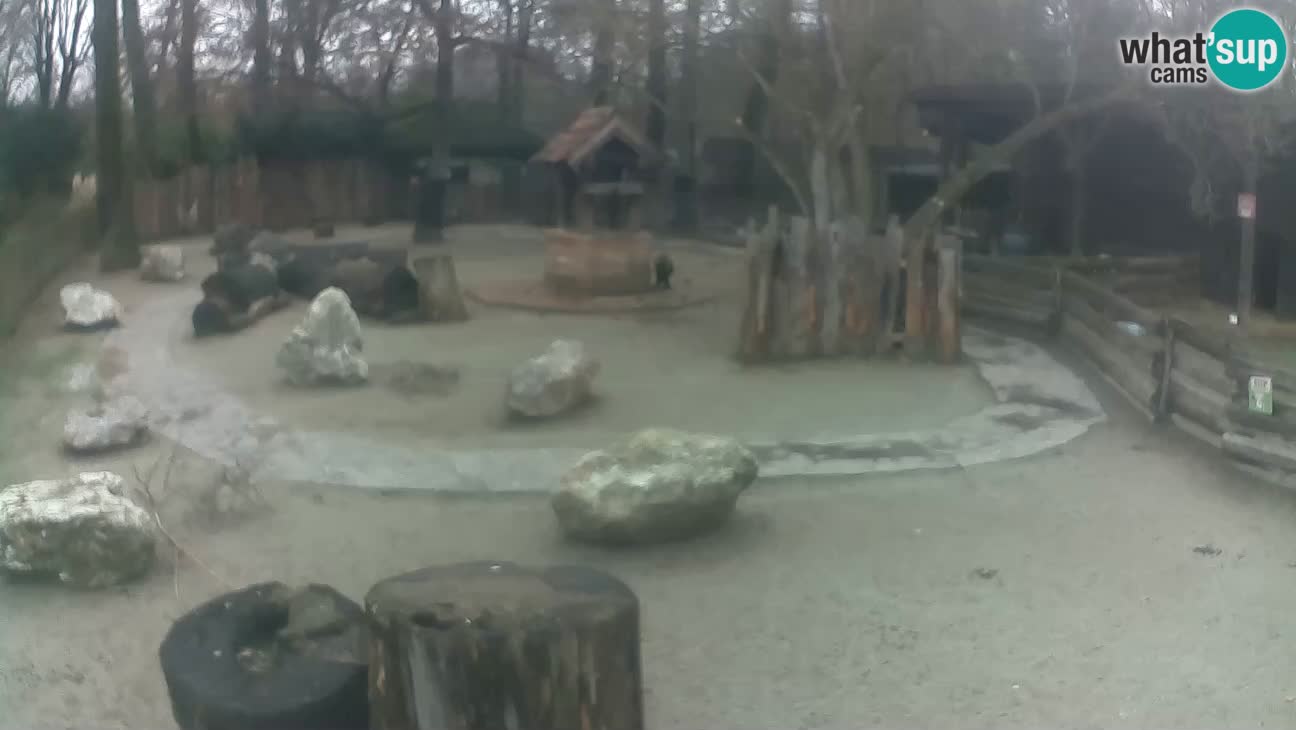 Zoo Zagreb – Cebus apella