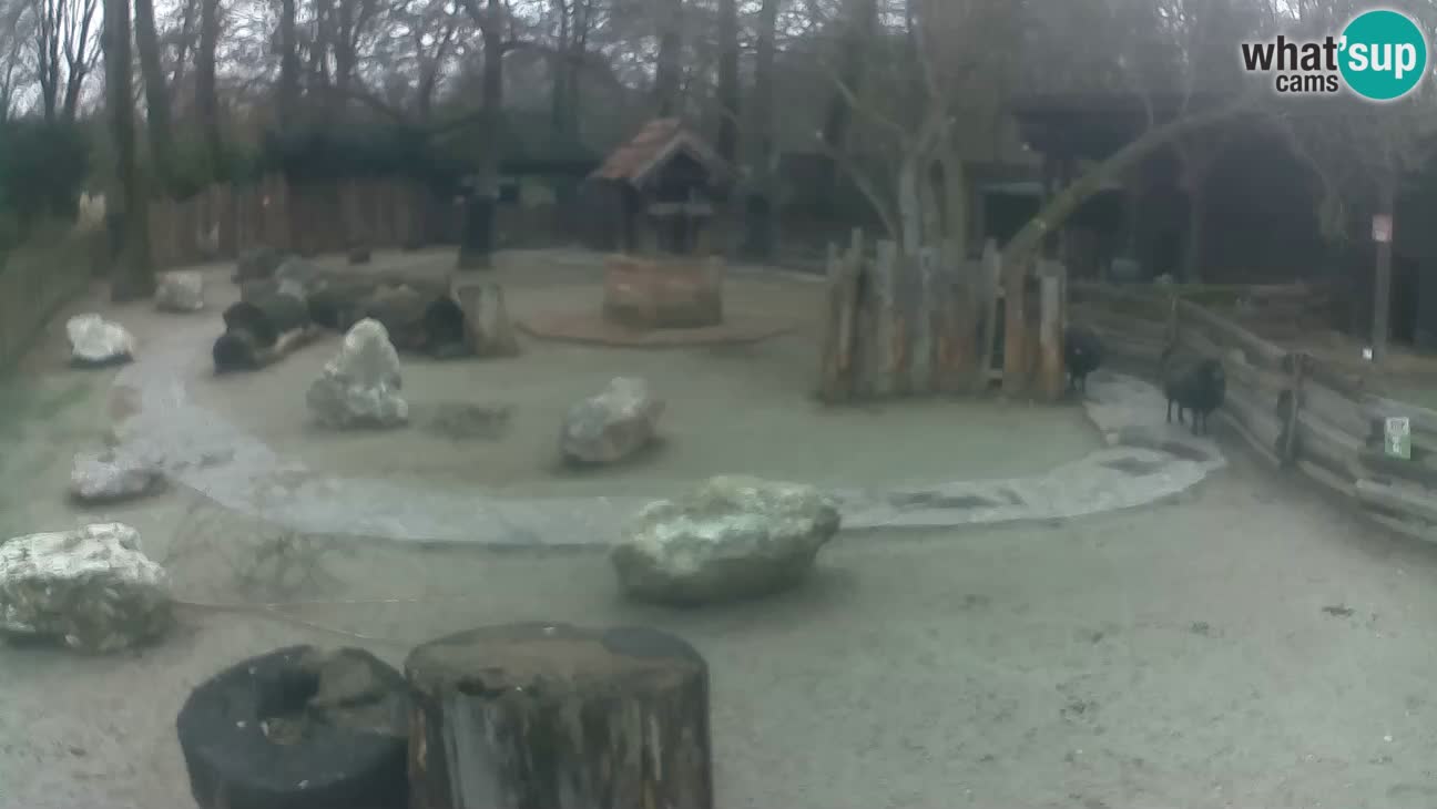 Zoo Zagreb –  Mono maicero