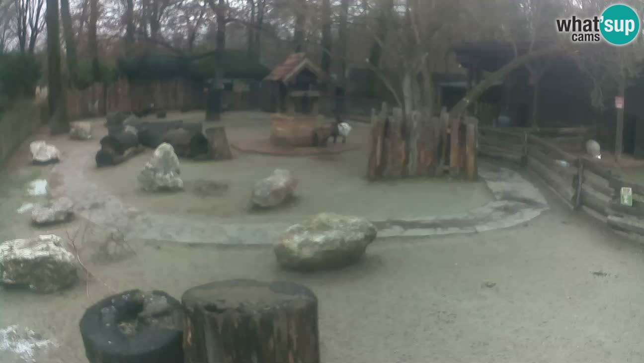 Zoo Zagreb – Rjava kapucinka