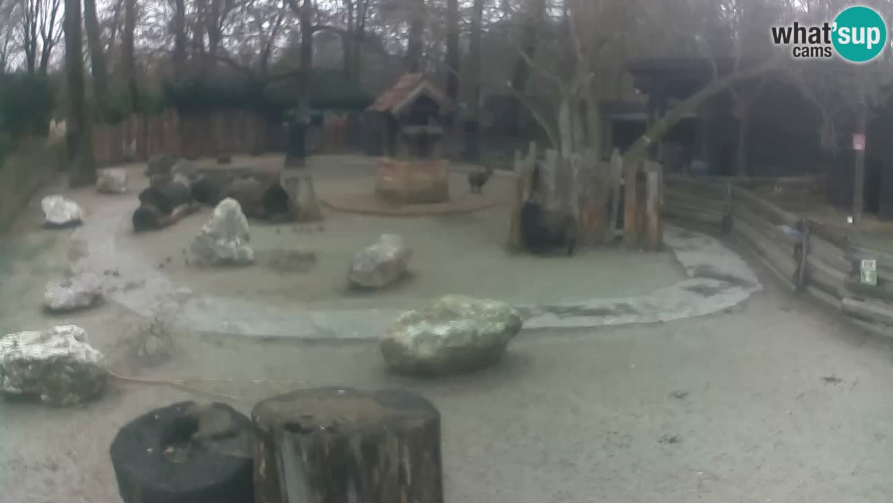 Zoo Zagreb –  Mono maicero