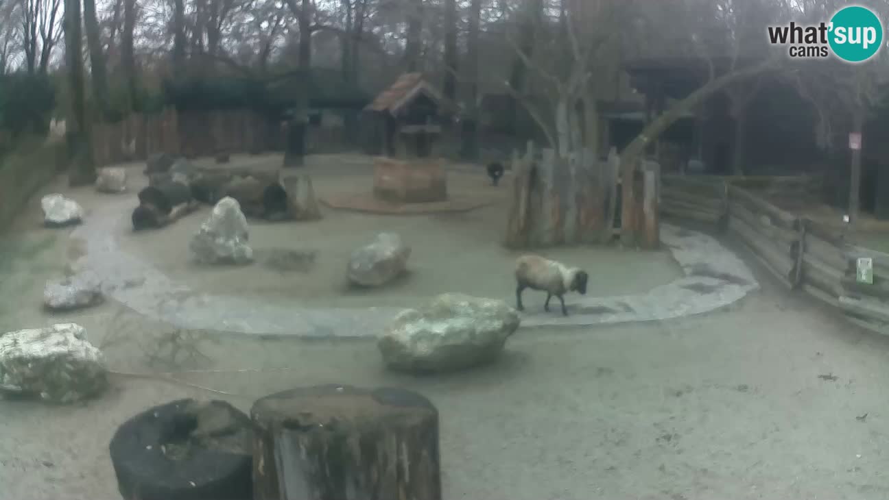 Zoo Zagreb – Rjava kapucinka