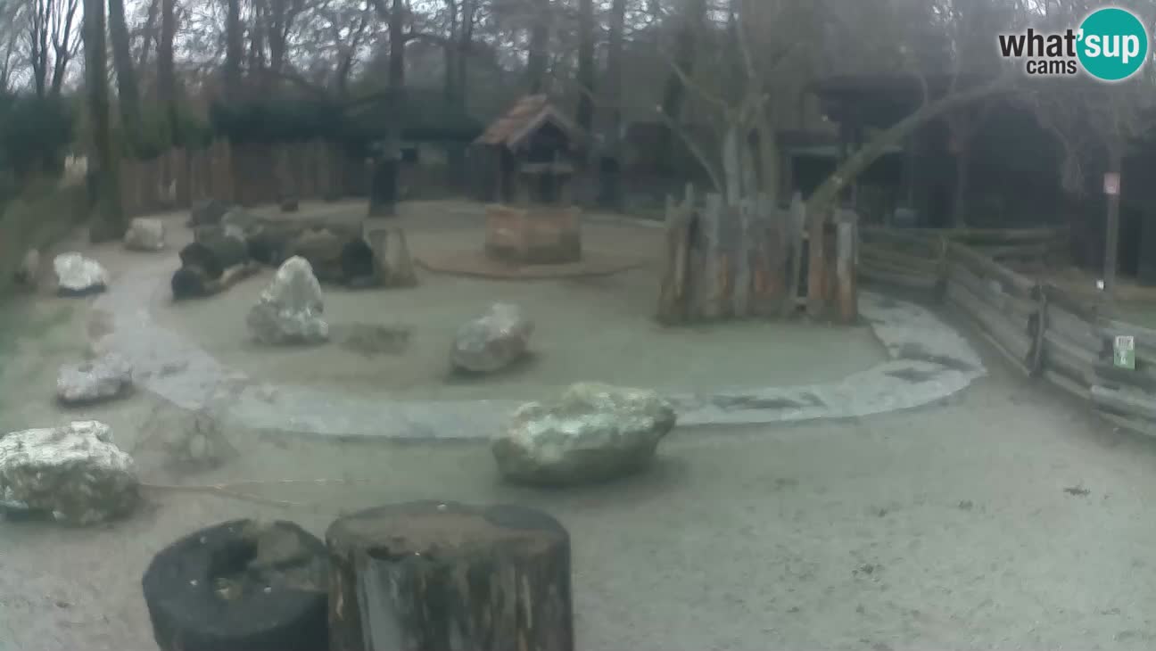 Zoo Zagreb – Rjava kapucinka