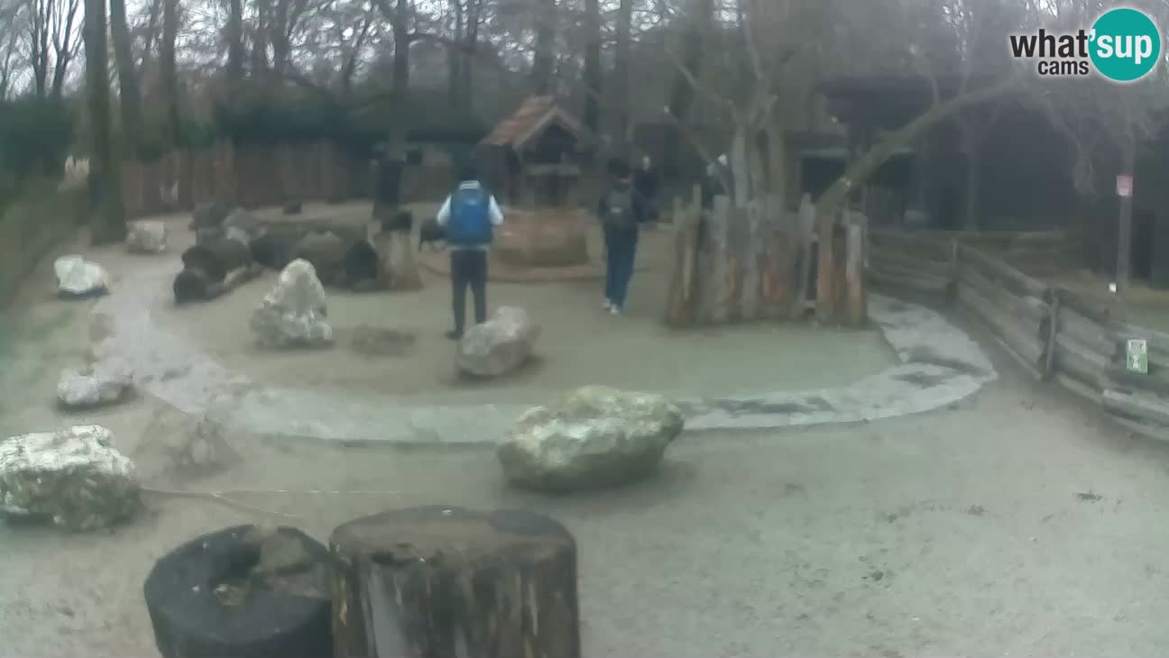 Zoo Zagreb – Haubenkapuziner