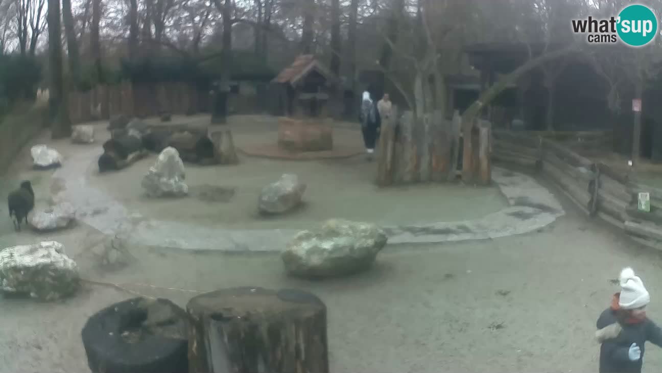 Zoo Zagreb – Rjava kapucinka