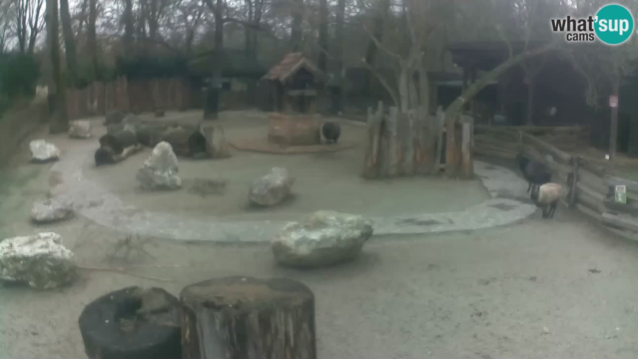 Zoo Zagreb – Cebus apella