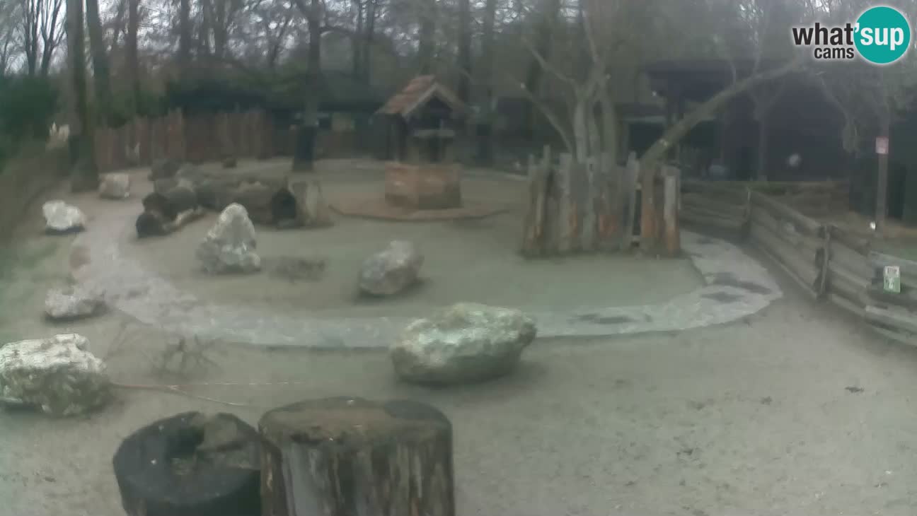 Zoo Zagreb – Cebus apella