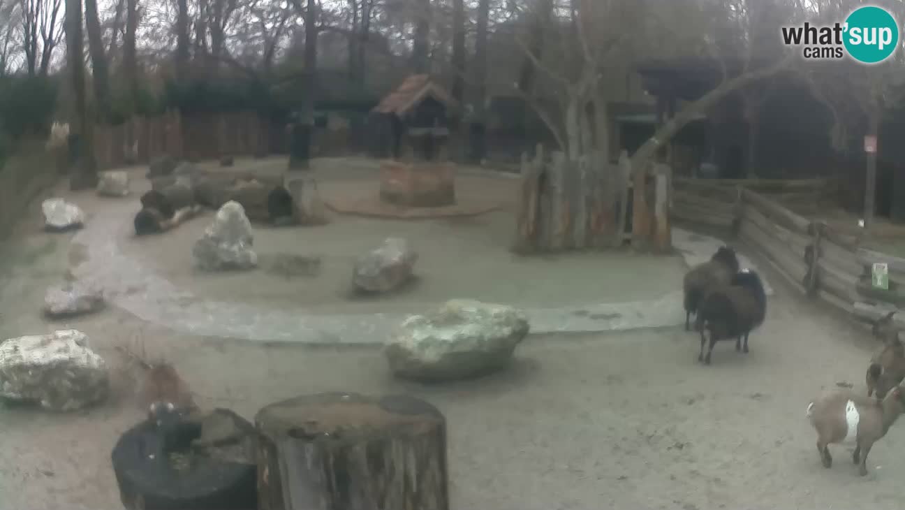 Zoo Zagreb – Rjava kapucinka