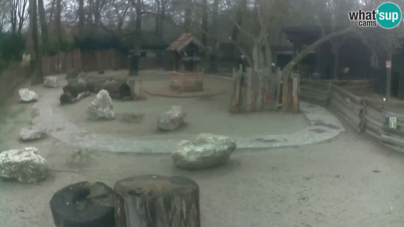 Zoo Zagreb – Rjava kapucinka