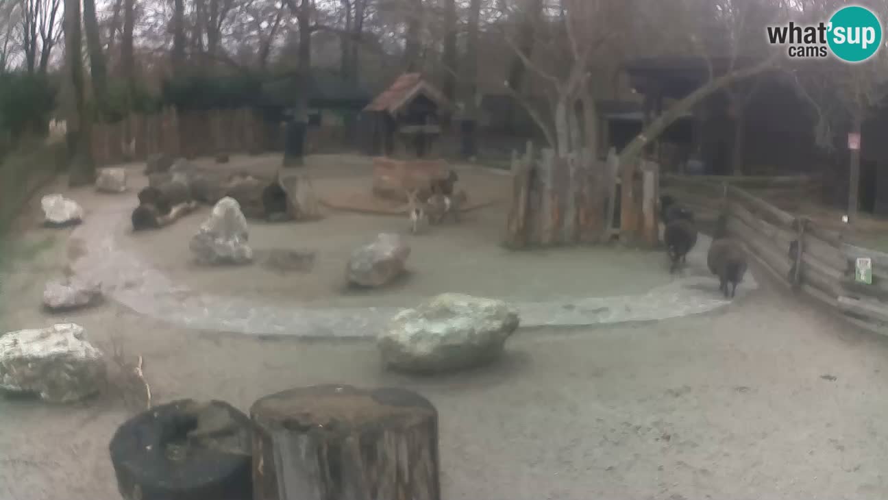 Zoo Zagreb – Rjava kapucinka