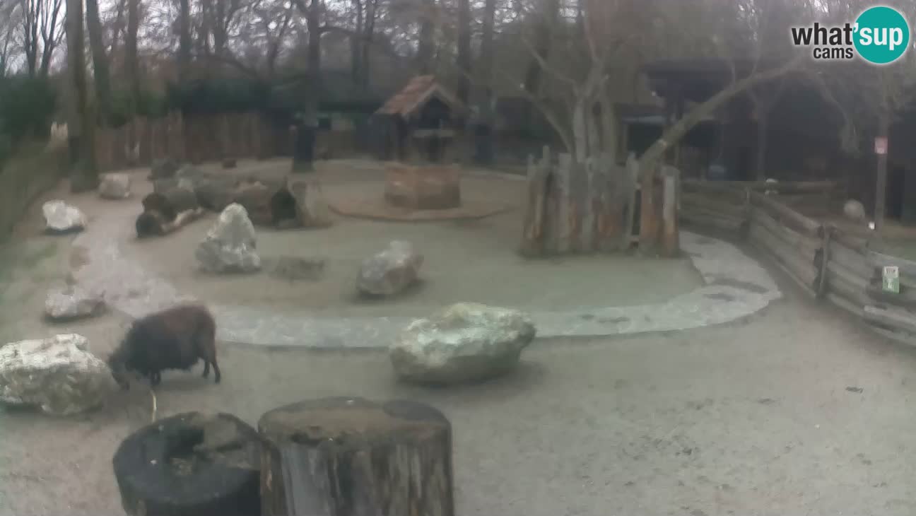 Zoo Zagreb – Cebus apella