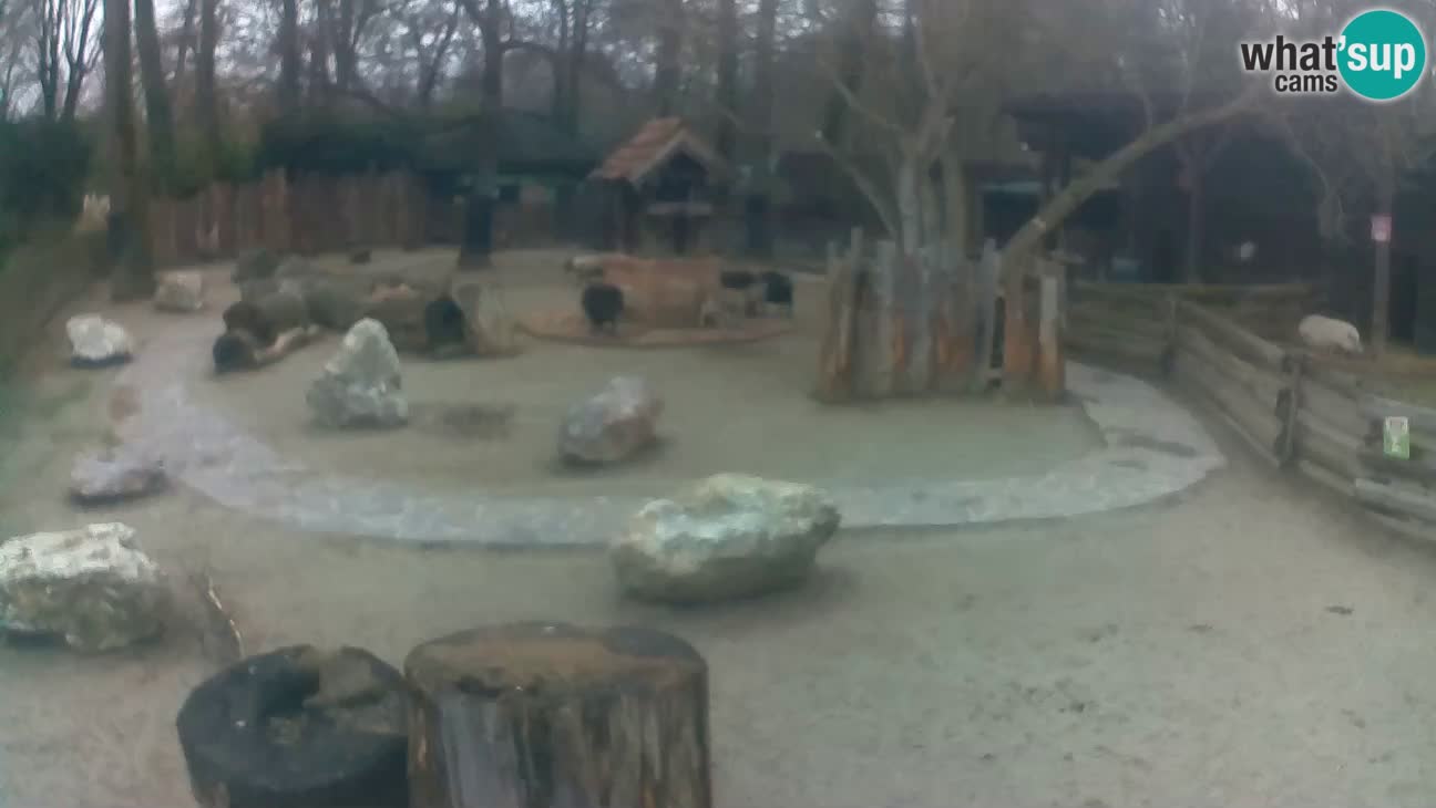 Zoo Zagreb – Cebus apella