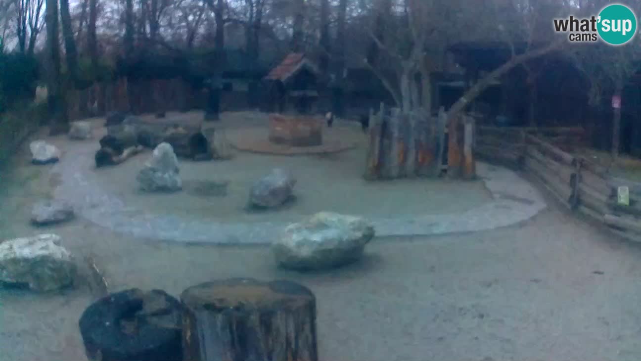 Zoo Zagreb – Haubenkapuziner