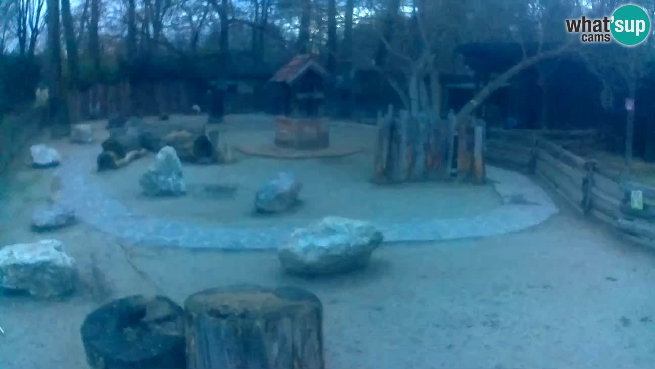 Zoo Zagreb – Cebus apella