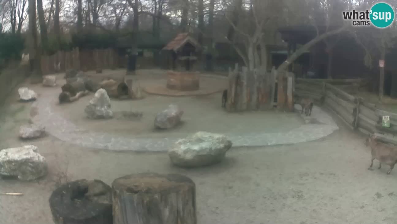 Zoo Zagreb – Cebus apella