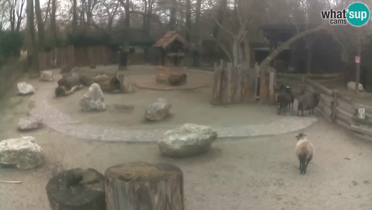 Zoo Zagreb – Haubenkapuziner