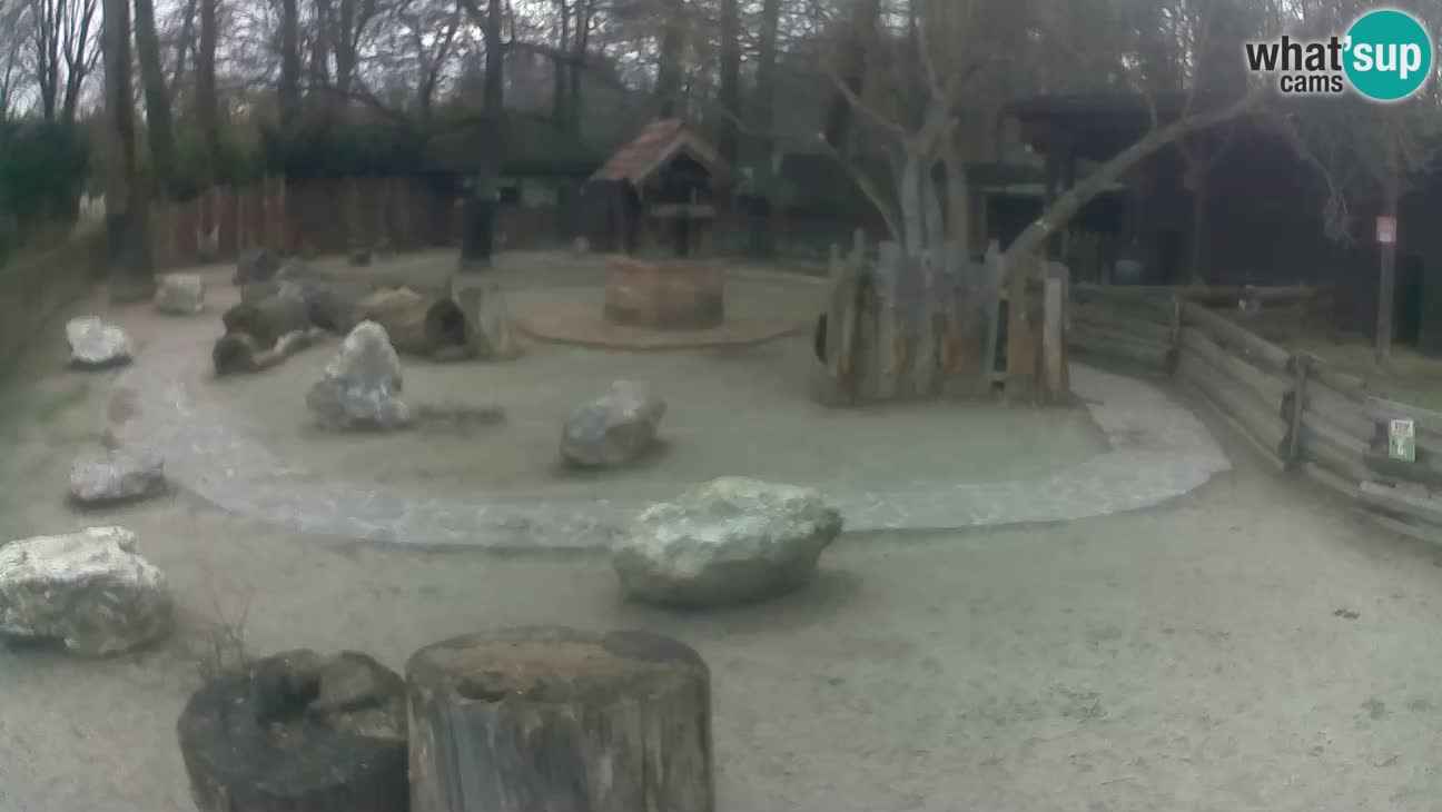 Zoo Zagreb – Rjava kapucinka