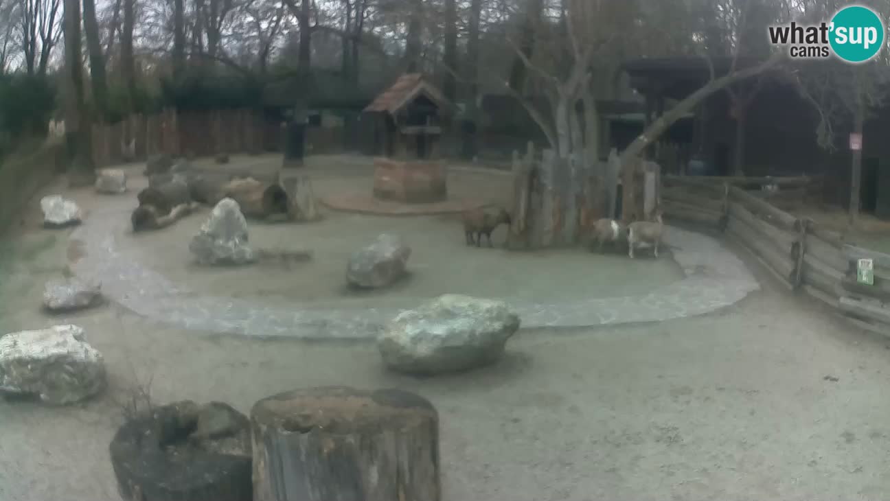 Zoo Zagreb – Cebus apella