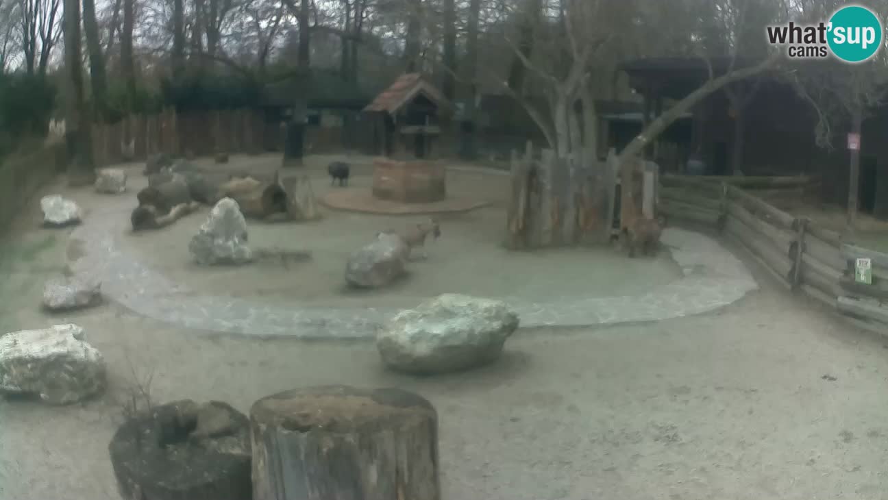 Zoo Zagreb – Cebus apella