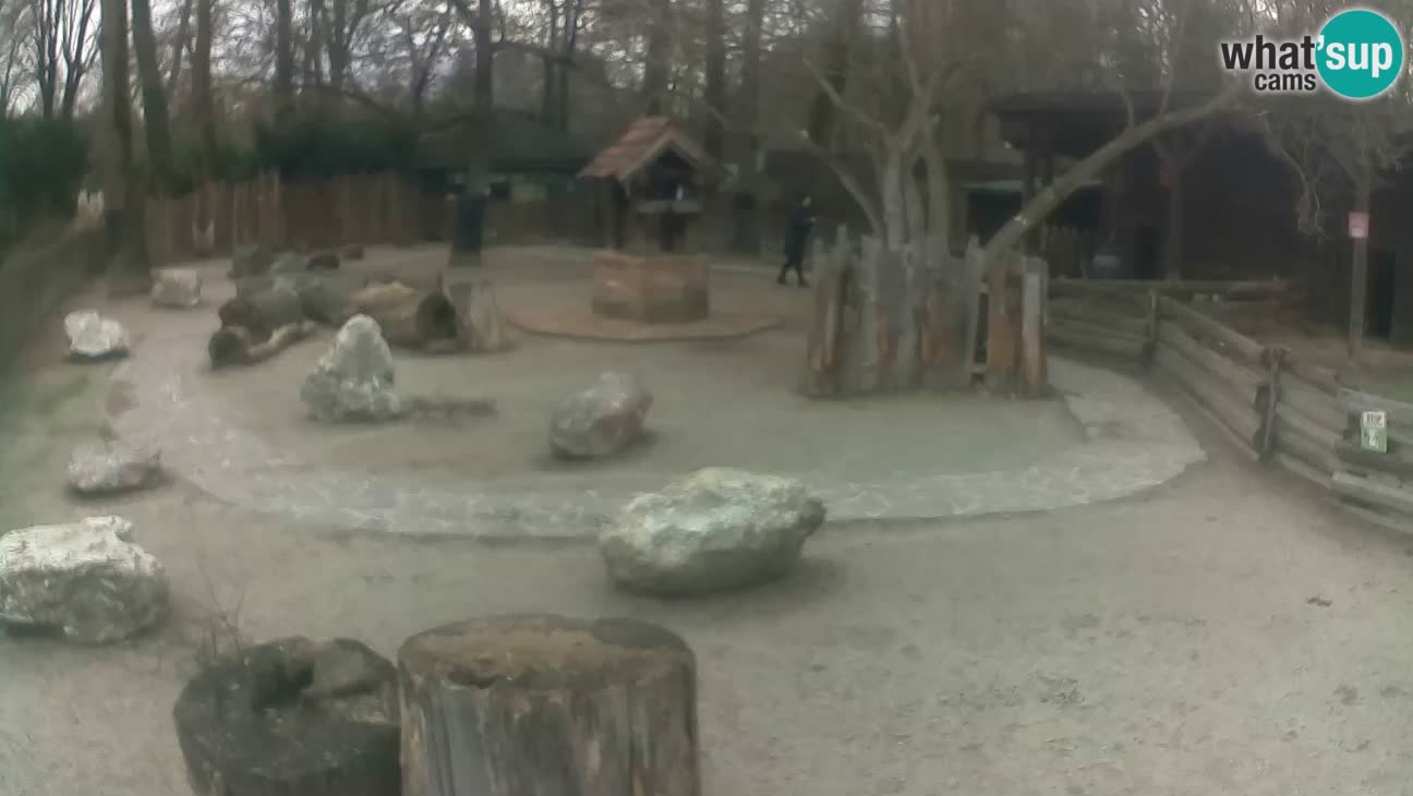 Zoo Zagreb – Rjava kapucinka