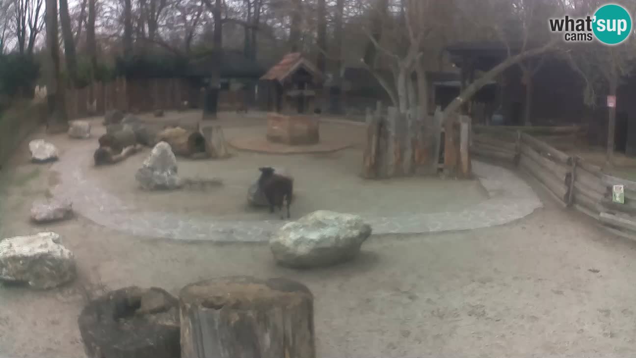 Zoo Zagreb – Haubenkapuziner