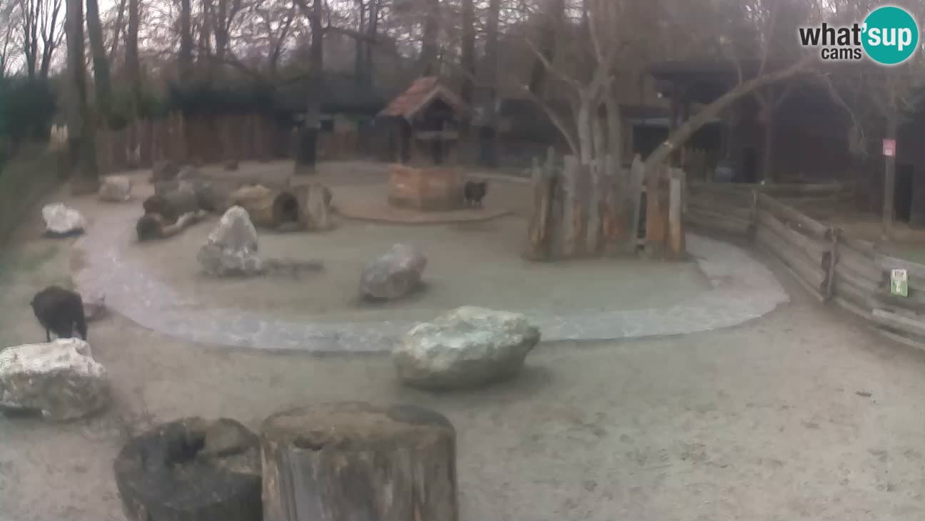 Zoo Zagreb – Rjava kapucinka