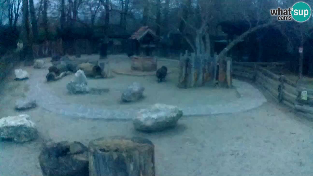 Zoo Zagreb – Cebus apella