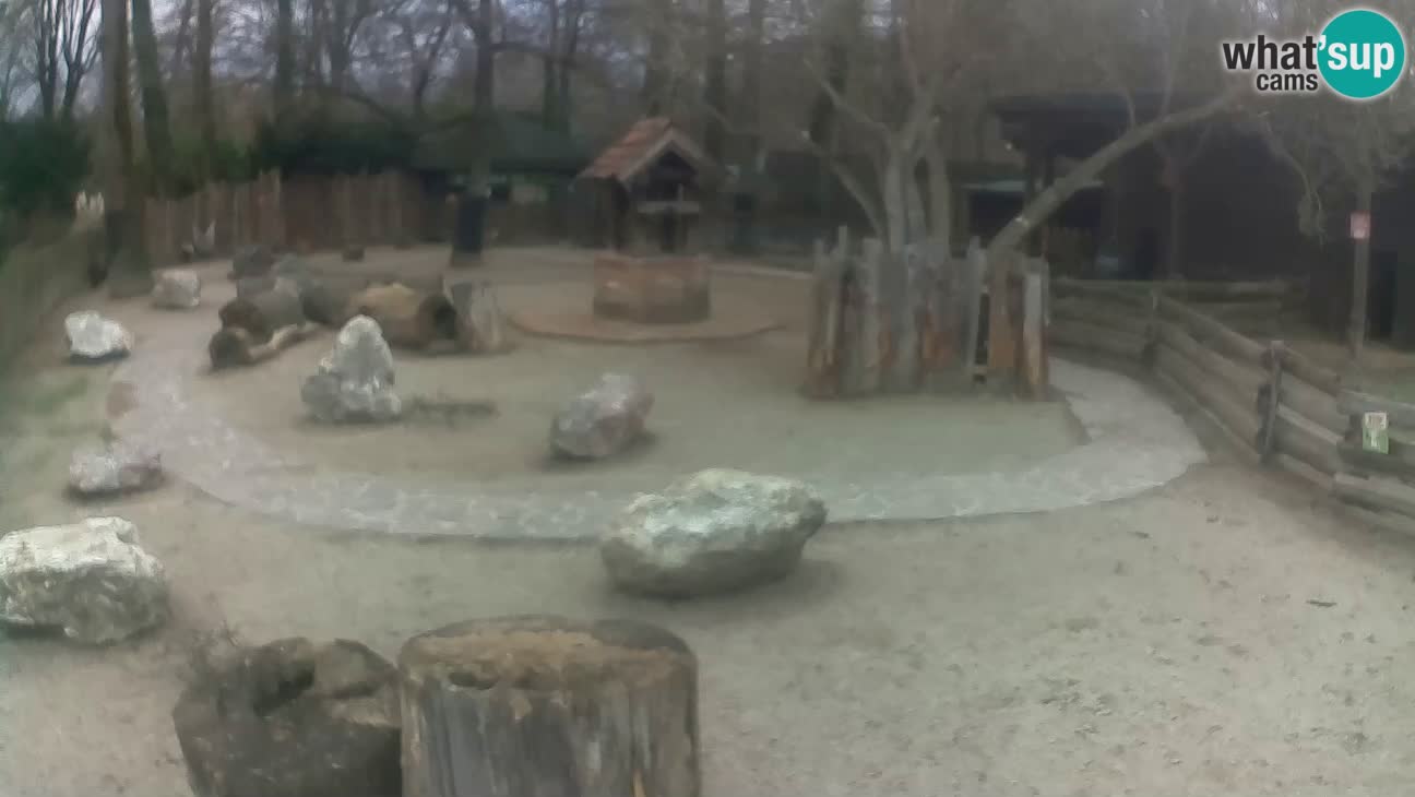 Zoo Zagreb – Cebo dai cornetti