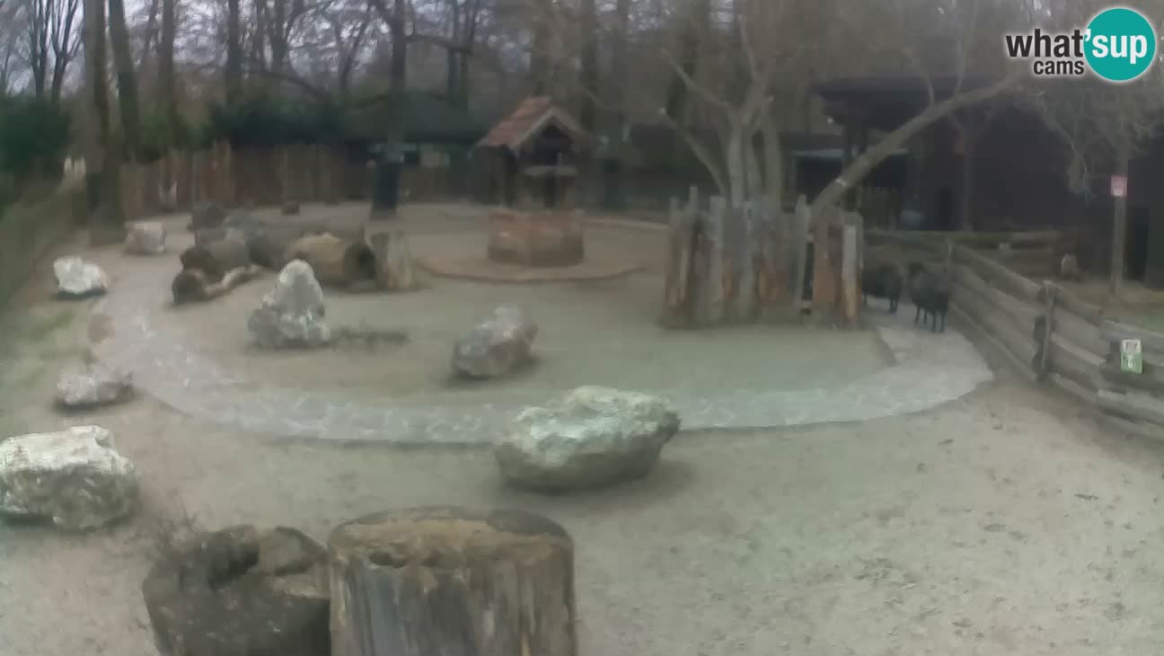 Zoo Zagreb –  Mono maicero