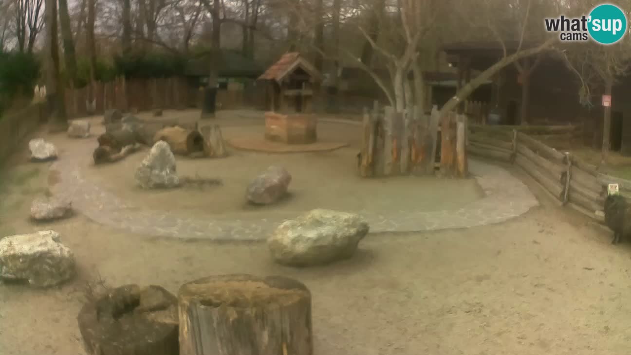 Zoo Zagreb – Cebo dai cornetti