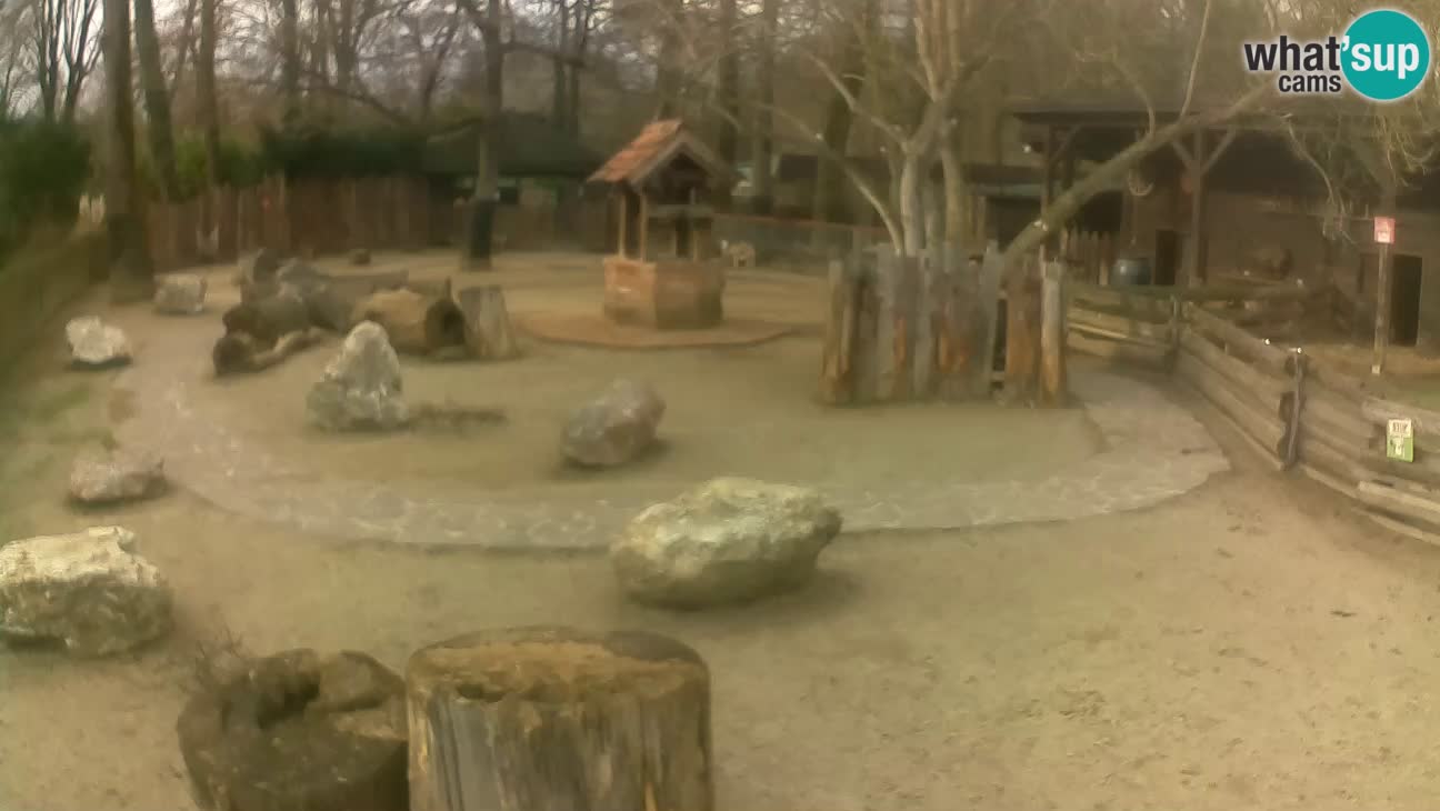 Zoo Zagreb – Cebo dai cornetti