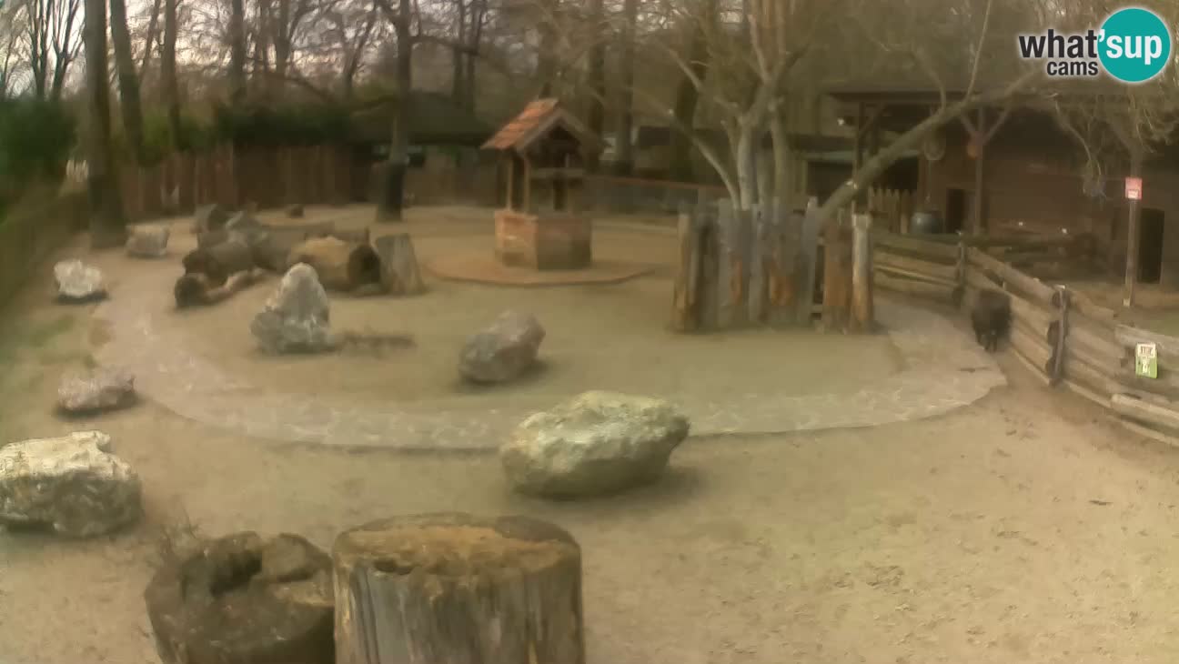 Zoo Zagreb – Haubenkapuziner