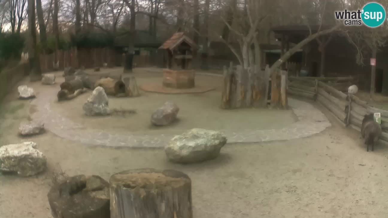 Zoo Zagreb – Haubenkapuziner