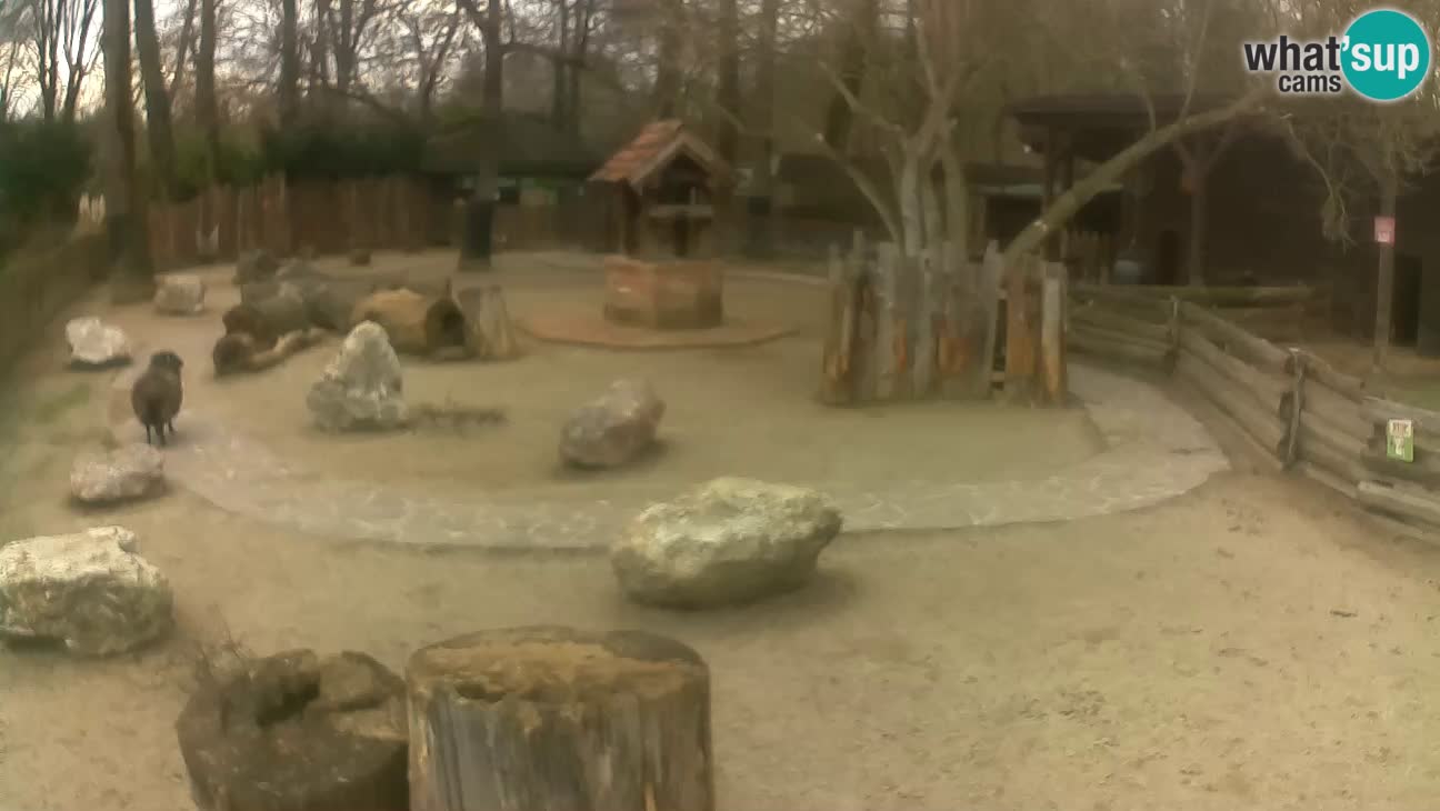 Zoo Zagreb – Cebo dai cornetti