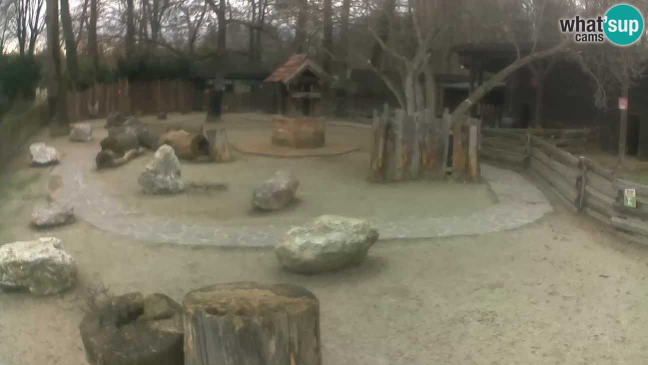 Zoo Zagreb – Cebo dai cornetti