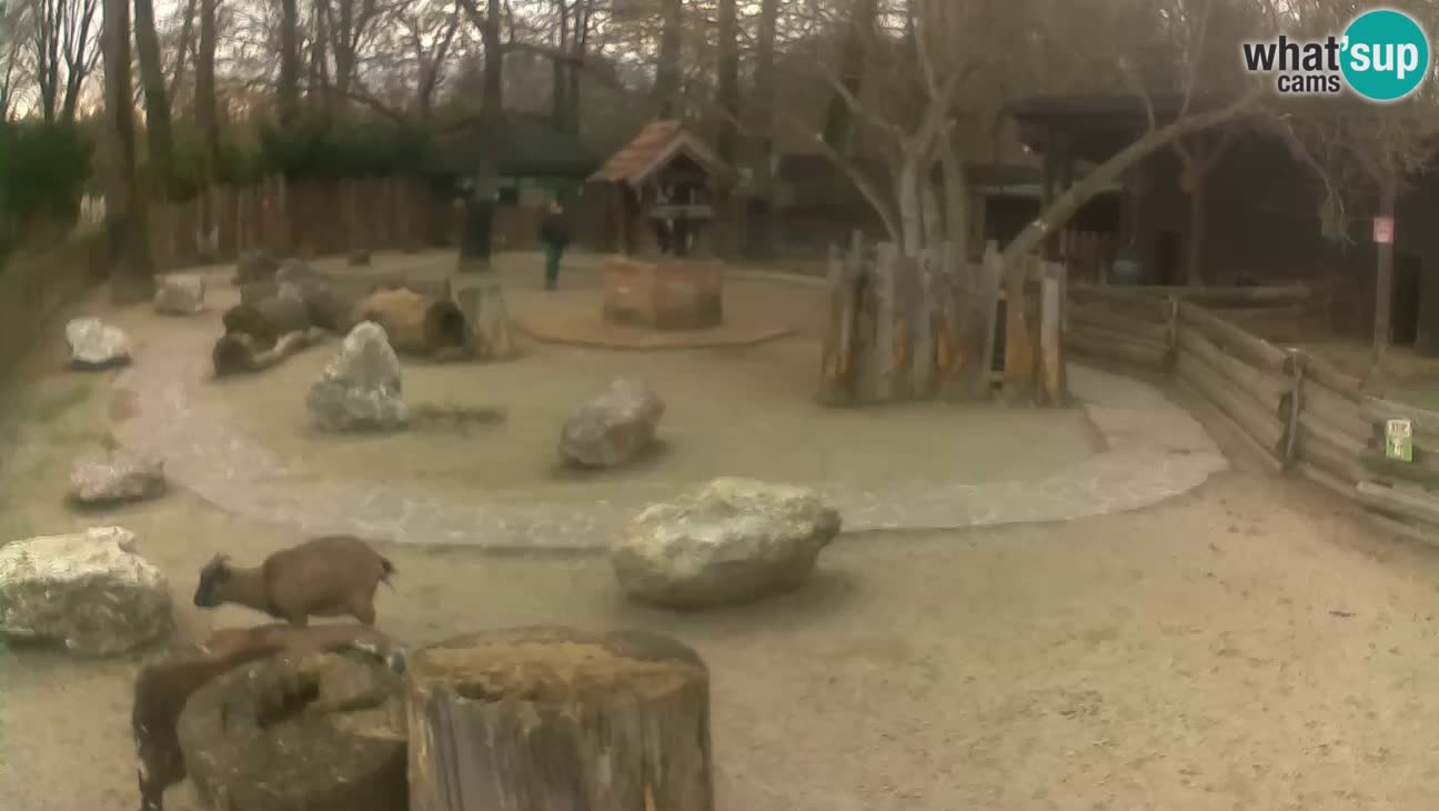 Zoo Zagreb – Cebo dai cornetti