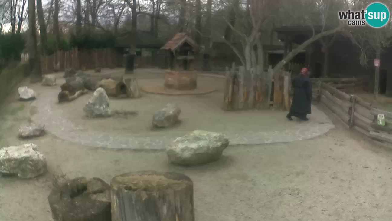 Zoo Zagreb – Haubenkapuziner